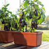 Velkoobjemový truhlík Berberis DUO 80 cm - terakota