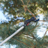 Teleskopické nůžky FELCO 290 - 4M
