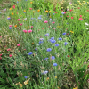 RONDEL směs osiv pro doprovodné pásy komunikací 50 g