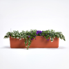 Berberis-Box 80 cm - Terrakotta-Beige