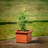 Öntöző, nagyméretű Berberis virágláda UNO 45 cm - terrakotta