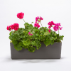 Berberys box 60 cm - szaro-zielony