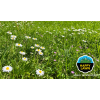 Barenbrug mieszanka traw Happy Lawn 500 g