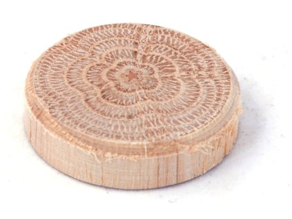 Hrastovi vozli (veja) 30 × 7 mm, 10 kom