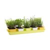 Planter MINIGARDEN 60 × 40 × 38 cm komplet 6 kosov. (5+1 kosov)