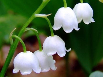 Maiglöckchen (LILY OF THE VALLEY)