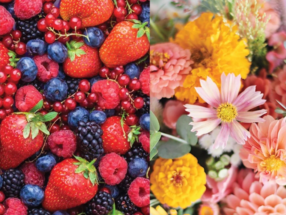 Fruchtbeeren und Blütenknospen (FRUIT BERRIES AND FLOWER BUDS)