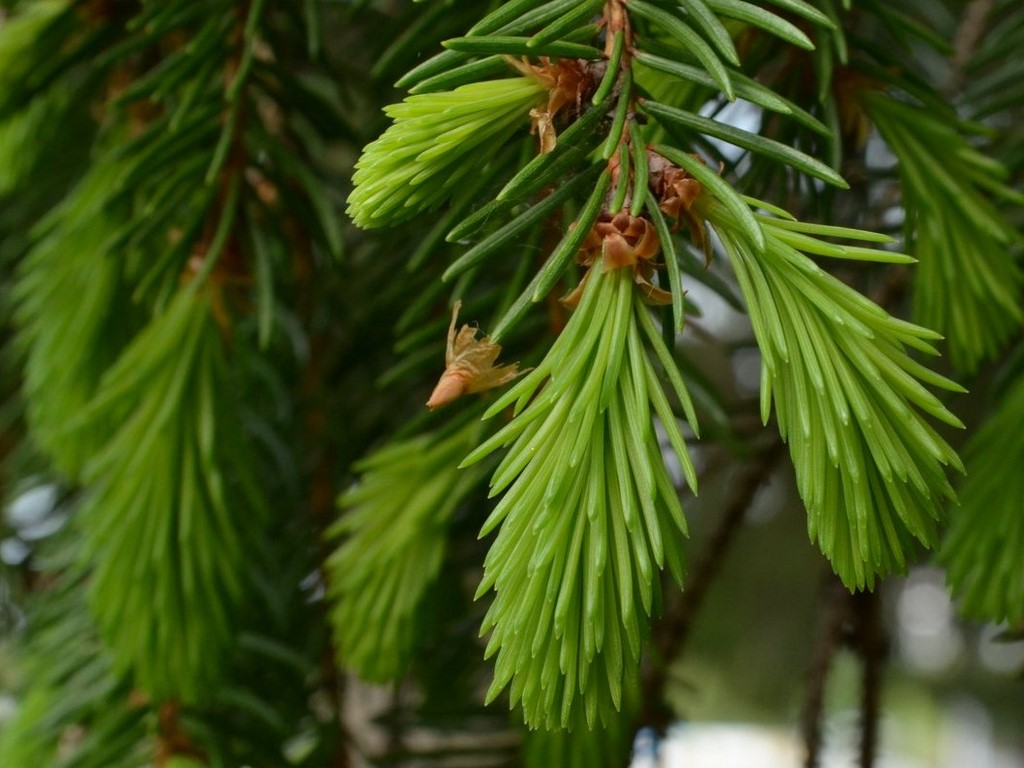 Gezuckerte Fichte (SUGARED SPRUCE)