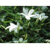 Jasminum officinale IMG 3470