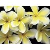 Tahitské kvety TIARÉ