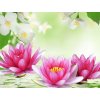 NG Water Lily and Jasmine Type Fragrance Oil (1)