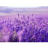 Čajne svijeće LAVANDA (LAVENDER) 12 kom