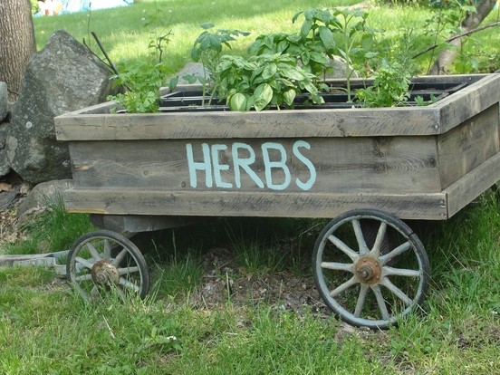 Bylinná záhrada (HERB GARDEN)