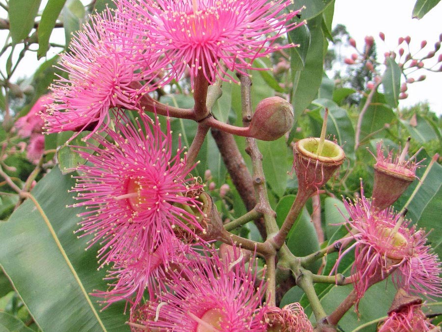 Eukalyptus (EUCALYPTUS)