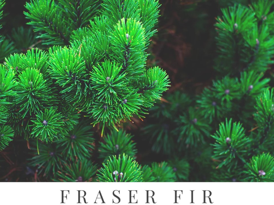 Fraserova jedľa (FRASER FIR)