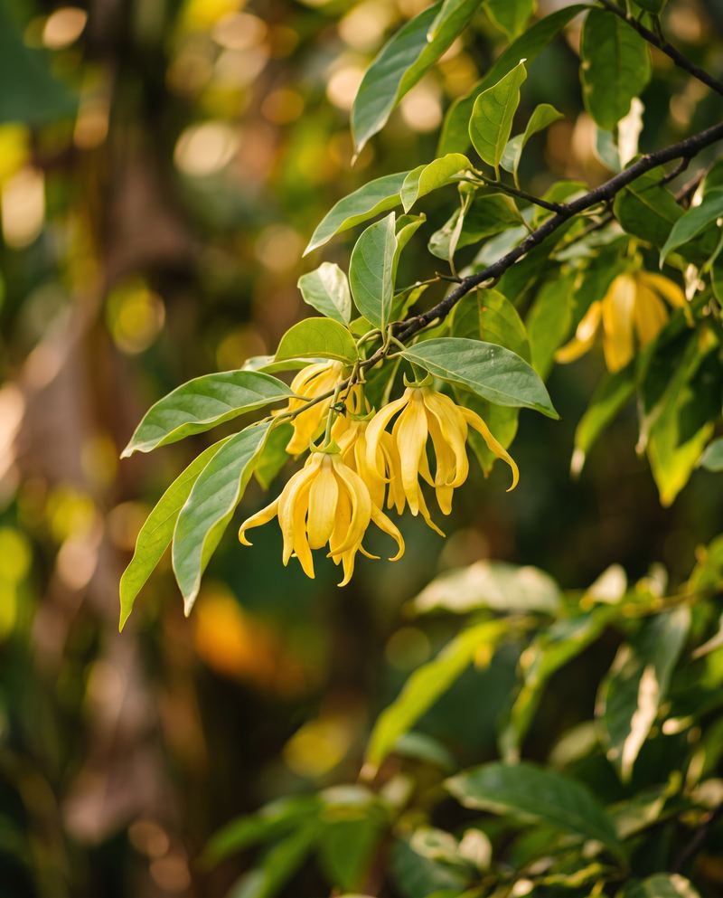 Žlté kvety ylang-ylang na konári v zlatom svetle