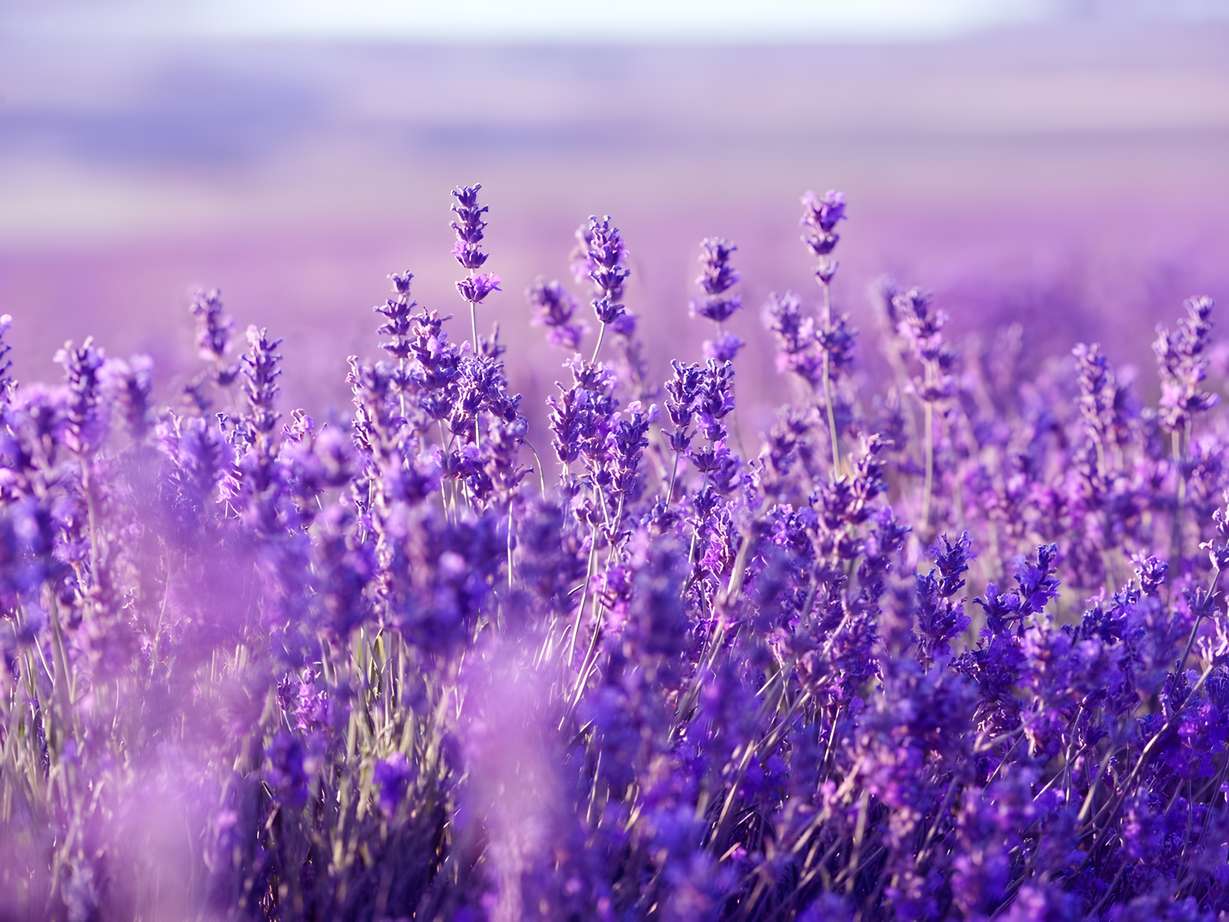 levanduľa-lavender – kópia (Kopírovať)