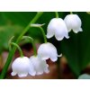 konvalinka lily of the valley