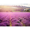 Čajové sviečky LEVANDUĽOVÉ POLIA (LAVENDER FIELDS) 12ks