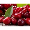 divoká čerešňa wild cherry