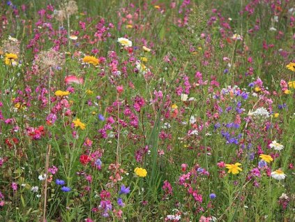 Esence do sauny 250ml KVETOUCÍ LOUKA - GAIA SPA