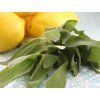 129 2 129 2 citron trava salvia lemongrass sage