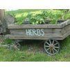1437 3 1437 3 bylinna zahrada herb garden