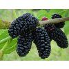 1467 3 1467 3 divoka malina mulberry