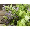 1482 2 1482 2 fg9084lv eucalyptus lavender berry candle rings