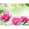 NG Water Lily and Jasmine Type Fragrance Oil