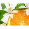 1572 2 1572 2 citrus blossom