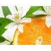 1575 2 1575 2 citrus blossom