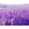 1581 4 1581 4 levandula lavender kopia kopirovat