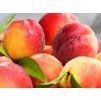 1758 2 1758 2 broskyna peach