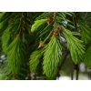 sladený smrek sugared spruce – kópia (Kopírovať)