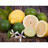 2001 1 2001 1 citron limetka