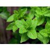 2055 2055 nepalska mata