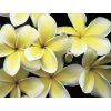 2187 2187 tahitske kvety tiare