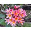 2196 2196 2196 frangipani