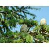 2358 3 2358 3 deodar cedar