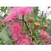 315 1 315 1 australsky eukalyptus eucalyptus