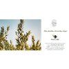 7081 1 7081 1 olive care4