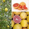 7303 7303 esence do sauny 250ml grapefruit gaia spa