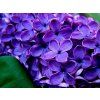 957 2 957 2 orgovan lilac