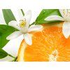 Citrus Blossom