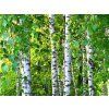 Saună esență 250ml Mesteacăn dulce (SWEET BIRCH) - GAIA SPA