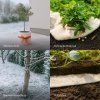 pflanzen winterschutz