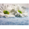 SpringAir náplň do osvěžovače SOFT - SPRAY 250 ml