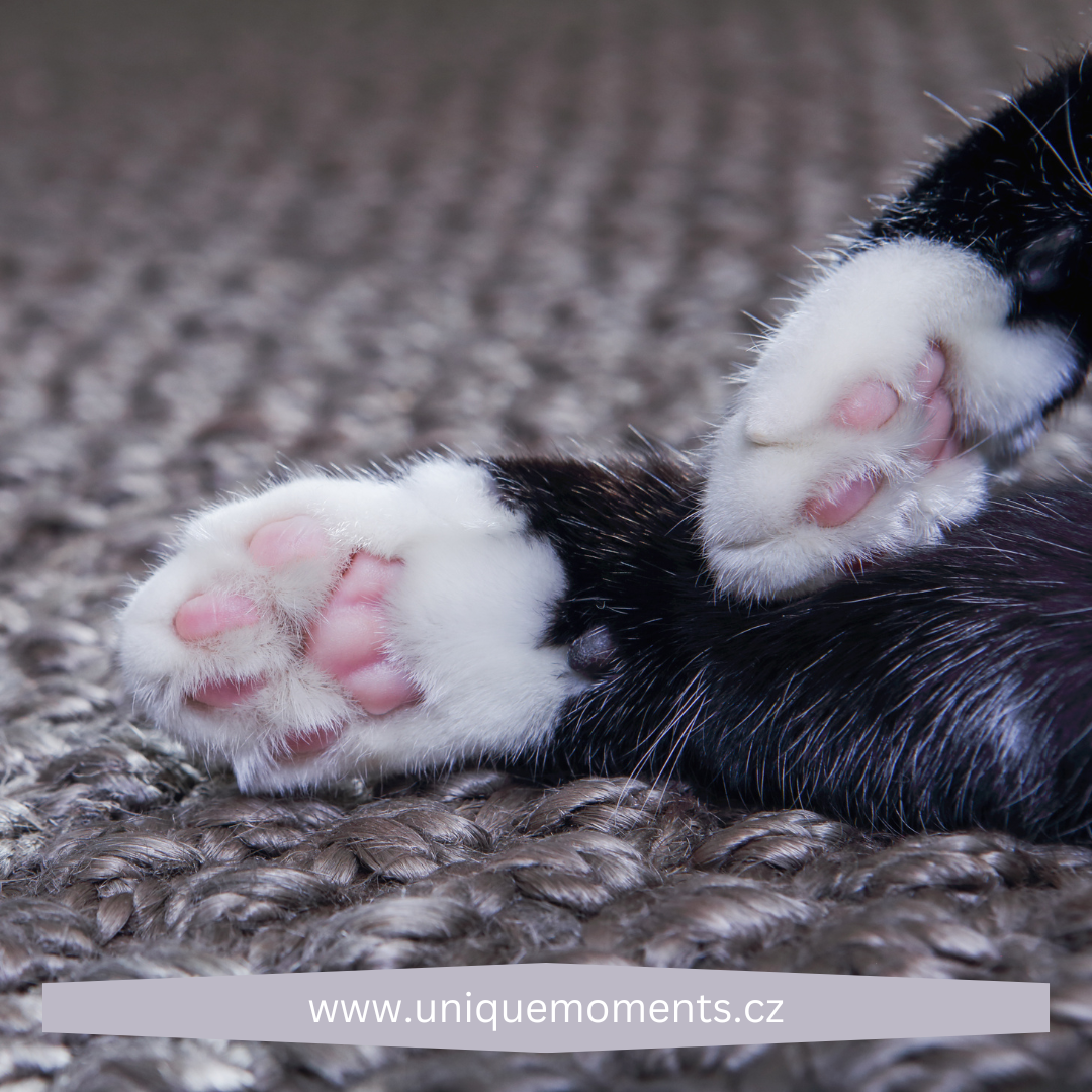Kočičí tlapka: Stále oblíbenější symbol lásky k našim mazlíčkům