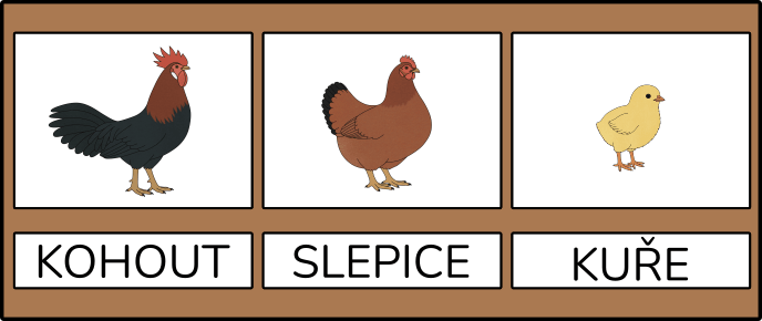 kohout-slepice-kuře